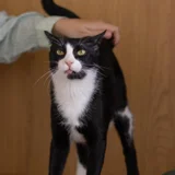 Egyptian cat (photo 2)