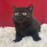 Котята британской породы (photo 1)