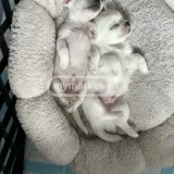 Собака (photo 1)