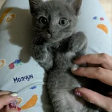 Котята в добрые руки (photo 8)