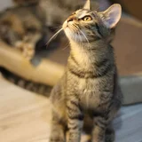 Котята в добрые руки (photo 7)