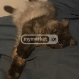 Кошка (photo 1)