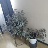 Домашние цветы (photo 6)
