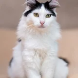 Персидская кошка (photo 4)