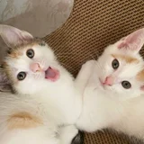 Котята (photo 2)