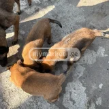 Собака (photo 2)