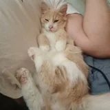 Рыжий котенок Печенька, 4 месяца (photo 3)