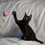 Котенок в добрые руки (photo 3)