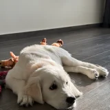 Продаётся чистокровный - Golden Retriever (photo 3)