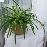 Хлорофитум в горшке (photo 4)