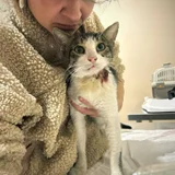 Кот в добрые руки (photo 3)