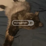 Кошка (photo 2)