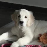 Продаётся чистокровный - Golden Retriever (photo 2)