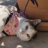 Карликовая кошечка в добрые руки (photo 4)