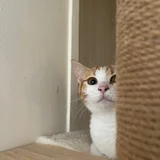 Кошка Фокси в добрые руки (photo 5)