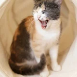 Трехцветная кошка Чупа, 1 год (photo 3)