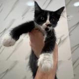 Котёнок мальчик (photo 2)