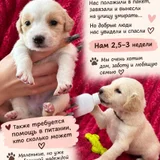 Щенки в добрые руки (photo 2)