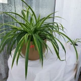 Хлорофитум комнатные растения (photo 4)