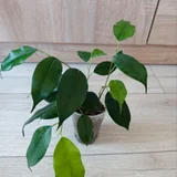 Фикус молодой (photo 1)