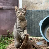 Котёнок Жорик в добрые руки (photo 1)