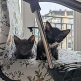 Котята в добрые руки (photo 2)
