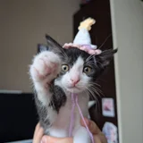 Котенок Богатырь в добрые руки (photo 2)