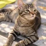 Котята в добрые руки (photo 5)