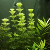 Комнатные растения (photo 6)