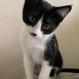 Котенок в добрые руки (photo 1)