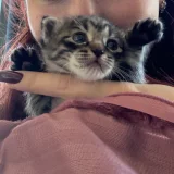 Котенок Киси в добрые руки (photo 2)
