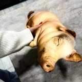 🥳 Подушка поросёнок, набит синтепоном (photo 2)