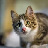 Котенок Локи (photo 4)