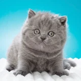 Котята британской породы (photo 2)