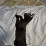 Котенок в добрые руки (photo 2)