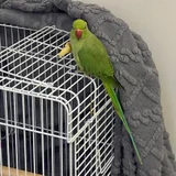 Так же продаю большую клетку отдельно или в комплекте с игрушками и кормом. (photo 1)