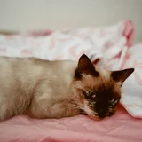 Сиамская кошка Лулу, 1 год (photo 1)