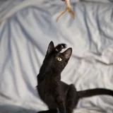 Котенок в добрые руки (photo 4)