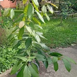 Опунция в ведёрке (photo 2)