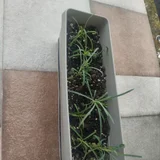 Горшок с ростками гвоздики (photo 1)