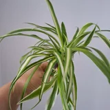 Растения (photo 1)