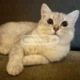 Кошка (photo 3)