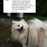 Выгул и зооняня для домашних животных (photo 1)