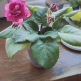Фиалка цветущая (photo 1)