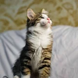 Котенок Локи (photo 5)