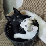 Котята в добрые руки (photo 2)