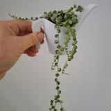 Роули варьегатный (photo 1)