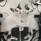 Соня - котенок ищет дом (photo 5)