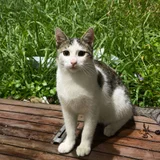 Кот в добрые руки (photo 1)