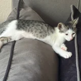 Котенок Янья (photo 2)